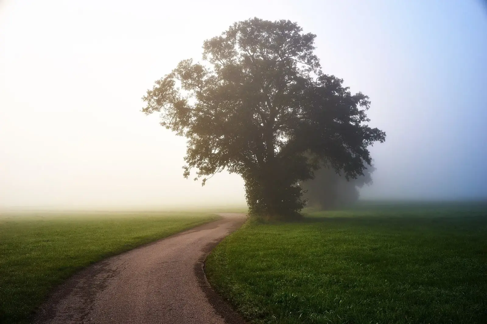 Un árbol solitario en un campo cubierto de neblina al amanecer